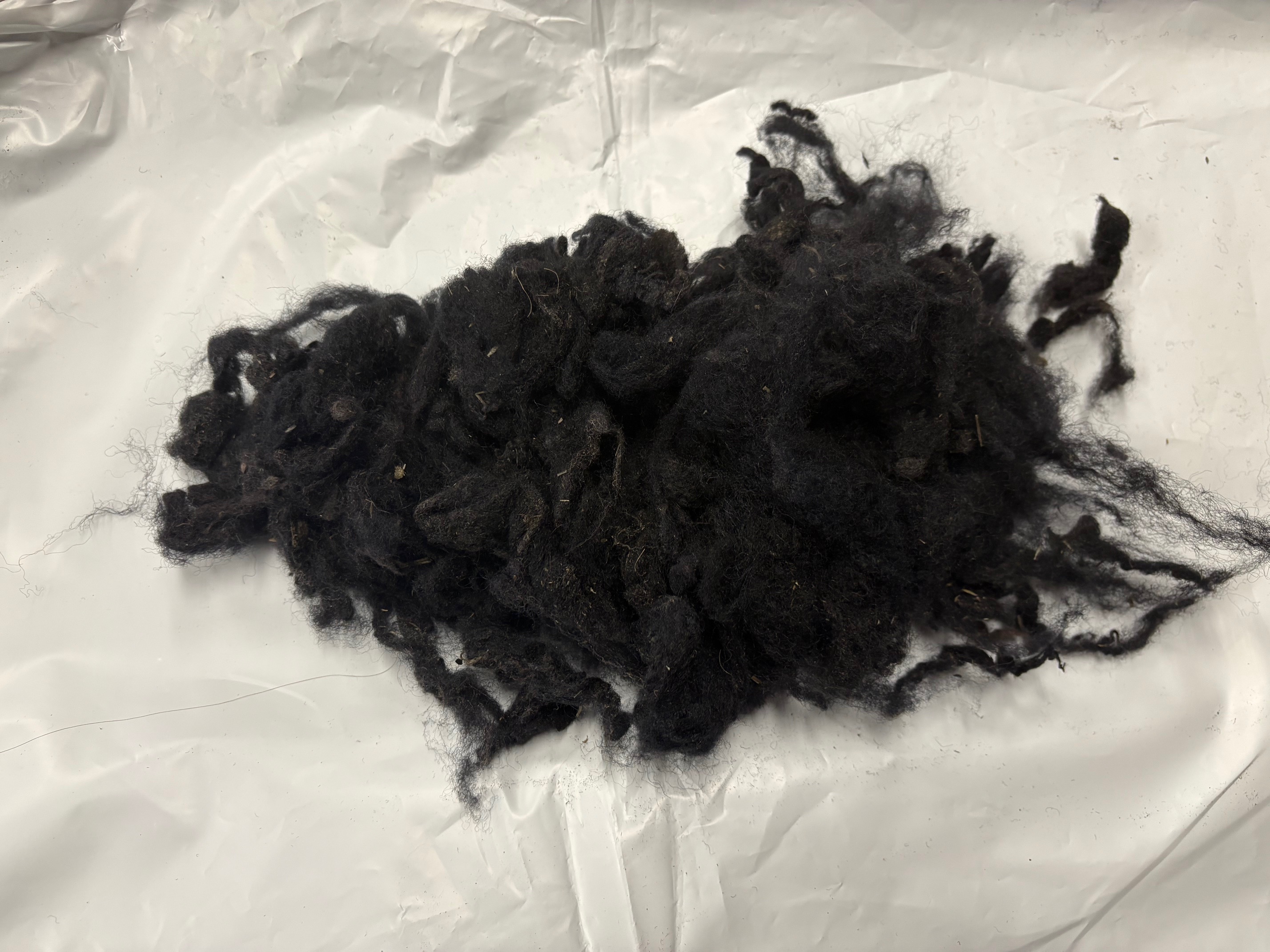Loose Dyed Black Dorset Wool